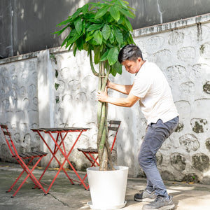 Braided Money Tree (XXL) in Nursery Pot