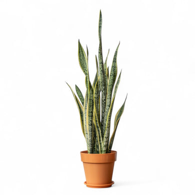 Yellow Snake Plant (L) in Shopleaf Color Pot