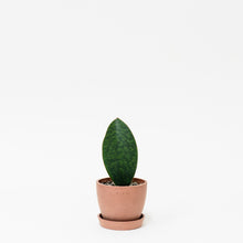 Load image into Gallery viewer, Whale Fin Sansevieria (S) in Nursery Pot