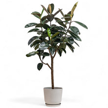 Load image into Gallery viewer, Burgundy Rubber Tree (L) in Ecopots