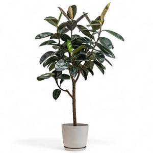 Burgundy Rubber Tree (L) in Ecopots