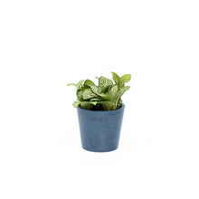 Load image into Gallery viewer, Fittonia White Anne (S) in Nursery Pot