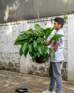 Peace Lily (XL) in Nursery Pot