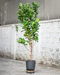 Fiddle Leaf Fig 'Bambino' (XL) in Ecopots
