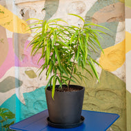 Ficus 'Amstel Green Gold' in Nursery Pot