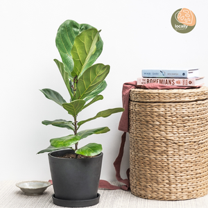 Fiddle Leaf Fig Tree (M) in Nursery Pot