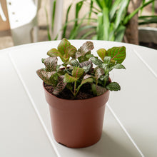 Load image into Gallery viewer, Shopleaf Fittonia Party ™️ in Nursery Pot