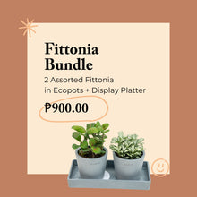 将图片加载到图库查看器，Fittonia Bundle in Ecopots