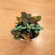 Load image into Gallery viewer, Shopleaf Fittonia Party ™️ in Nursery Pot