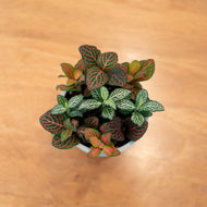 Shopleaf Fittonia Party ™️ in Nursery Pot