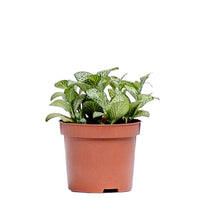 将图片加载到图库查看器，Fittonia White Anne (S) in Nursery Pot