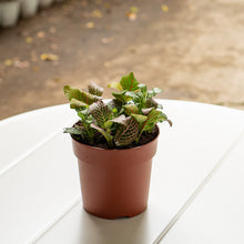 Load image into Gallery viewer, Shopleaf Fittonia Party ™️ in Nursery Pot