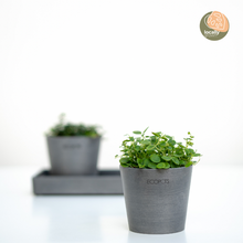 Load image into Gallery viewer, Peperomia gemini (S) in Nursery Pot