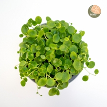 Load image into Gallery viewer, Peperomia gemini (S) in Nursery Pot