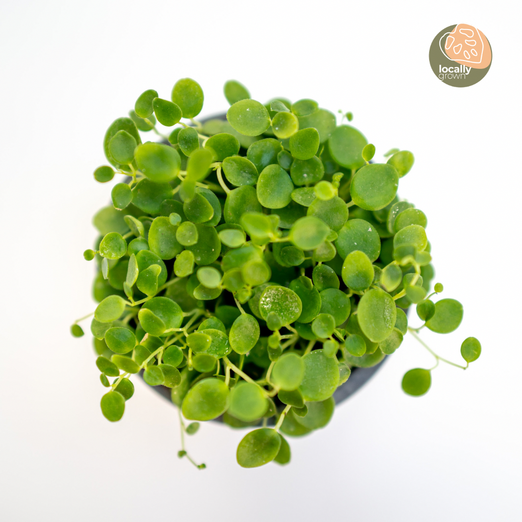 Peperomia gemini (S) in Nursery Pot
