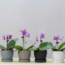 Load image into Gallery viewer, Scented Orchid (M) in Ecopots