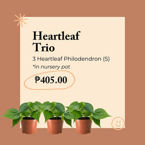 Heartleaf Philodendron Trio