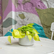 Neon Heartleaf (S) in Ceramic Pot