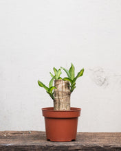 Load image into Gallery viewer, Fortune Plant (XXS) in Nursery Pot