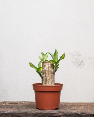 Fortune Plant (XXS) in Nursery Pot