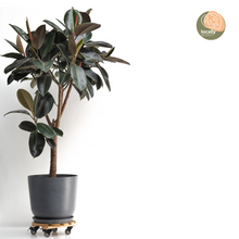 将图片加载到图库查看器，Burgundy Rubber Tree (XL) in Nursery Pot