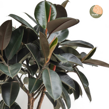 将图片加载到图库查看器，Burgundy Rubber Tree (XL) in Nursery Pot