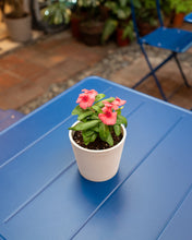 Load image into Gallery viewer, Vinca (S) in Nursery Pot