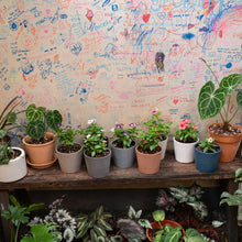 Load image into Gallery viewer, Vinca (S) in Nursery Pot