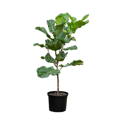 Fiddle Leaf Fig Tree (L) in Nursery Pot