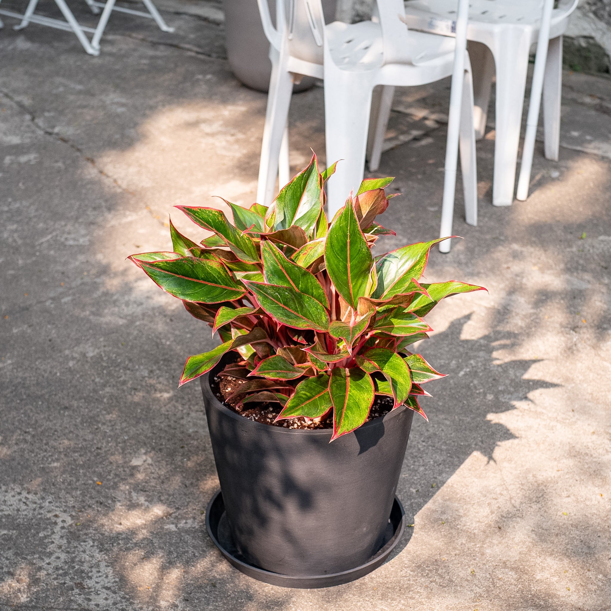 AGLAONEMA – Shopleaf Plant Studio