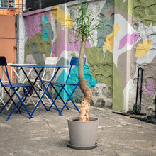 Load image into Gallery viewer, Bottle Tree (M) in Ecopots