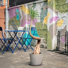 Load image into Gallery viewer, Bottle Tree (M) in Ecopots