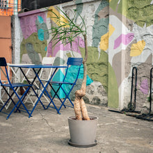 Load image into Gallery viewer, Bottle Tree (M) in Ecopots