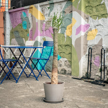 Load image into Gallery viewer, Bottle Tree (M) in Ecopots