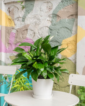 Load image into Gallery viewer, Peace Lily (M) in Ecopots (Imported)