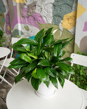 Load image into Gallery viewer, Peace Lily (M) in Ecopots (Imported)
