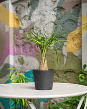 Load image into Gallery viewer, Ponytail Palm (XS) in Ecopots