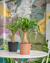 Load image into Gallery viewer, Ponytail Palm (XS) in Ecopots