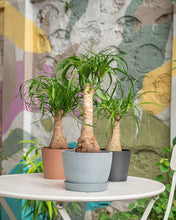 Load image into Gallery viewer, Ponytail Palm (S) in Ecopots