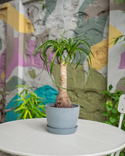 Load image into Gallery viewer, Ponytail Palm (S) in Ecopots