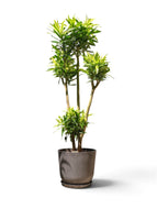 Dracaena Song of Sri Lanka (L) in Nursery Pot