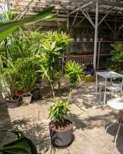 Load image into Gallery viewer, Dracaena Song of Sri Lanka (L) in Ecopots