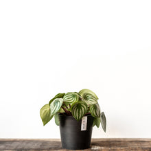 Load image into Gallery viewer, Watermelon Peperomia (M) in Ecopots