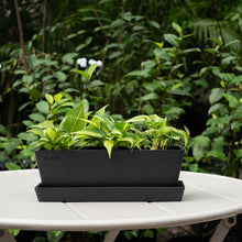 Load image into Gallery viewer, Phiodendron Brasil (M) in Ecopots