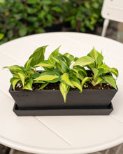 Load image into Gallery viewer, Phiodendron Brasil (M) in Ecopots