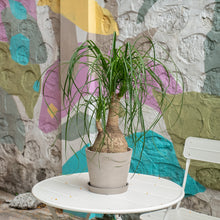 Load image into Gallery viewer, Ponytail Palm (S) in Ecopots