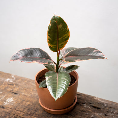 Ficus Ruby (S) in Nursery Pot