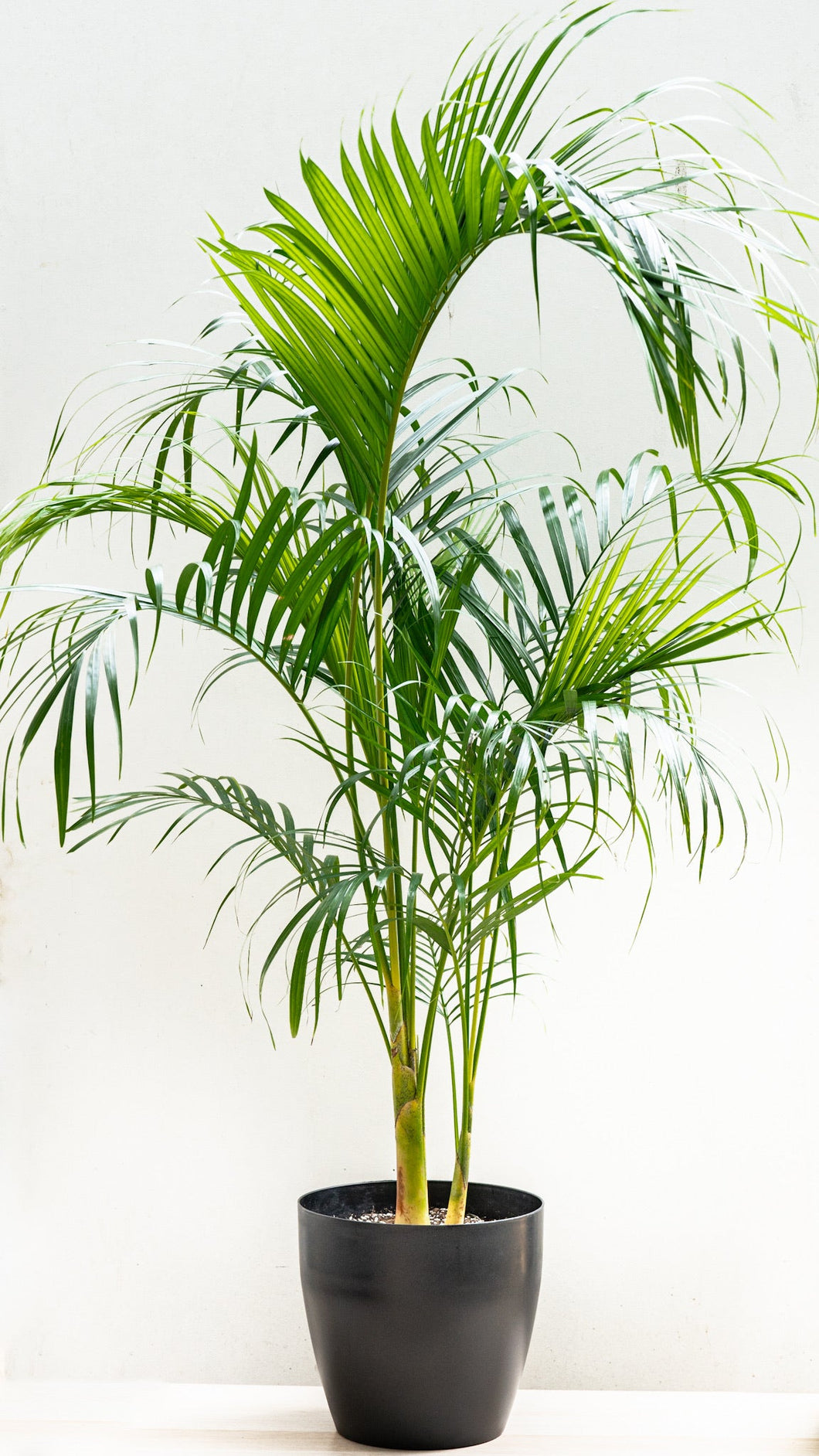 butterfly palm indoor plant Butterfly Palm (M2) in Nursery Pot – Shopleaf Plant Studio