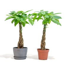 Load image into Gallery viewer, Braided Money Plant (M1) in Nursery Pot