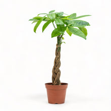 Load image into Gallery viewer, Braided Money Plant (M1) in Nursery Pot